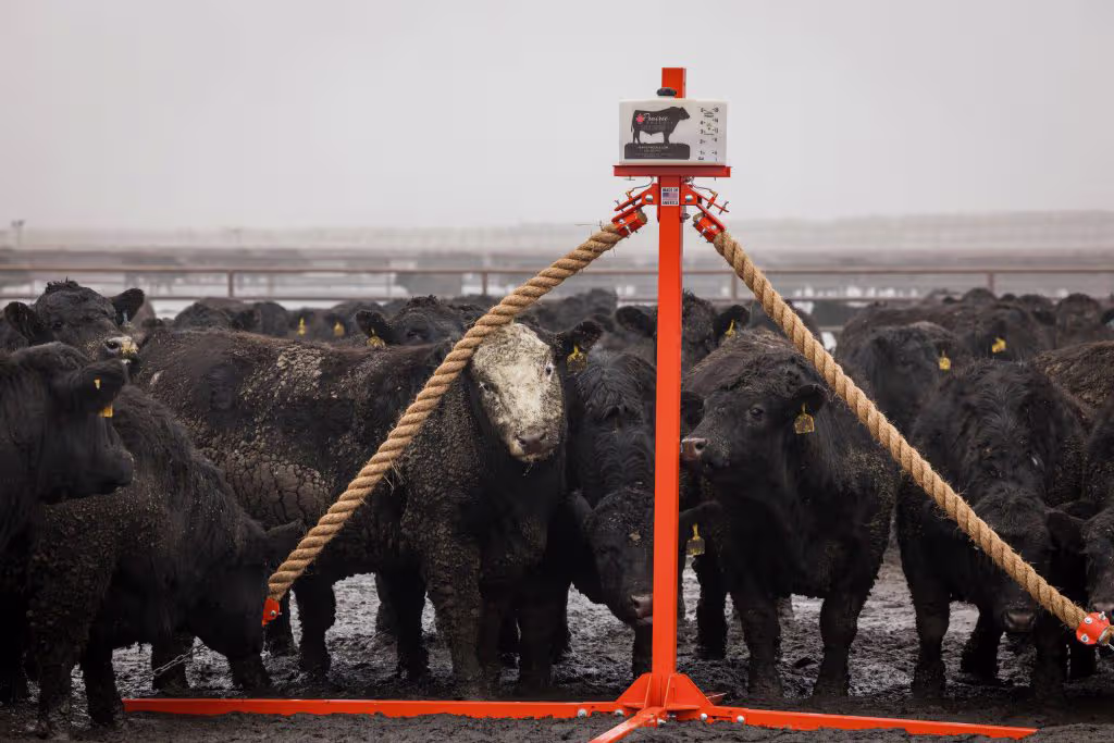 Cows treat themselves to an oil treatment using the Prairie Phoenix oiler